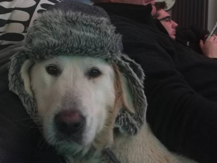 Il nostro cane ❤️