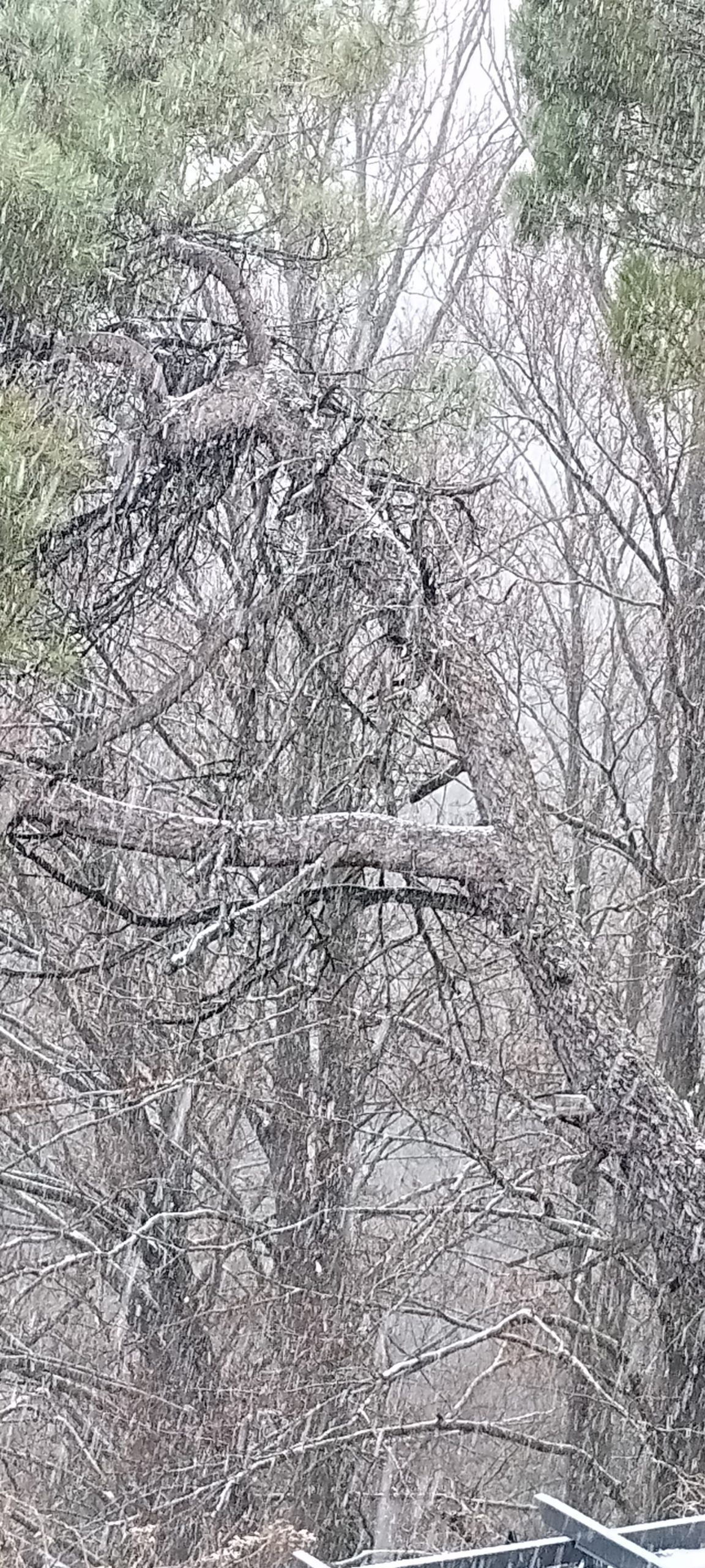La neve di Capodanno